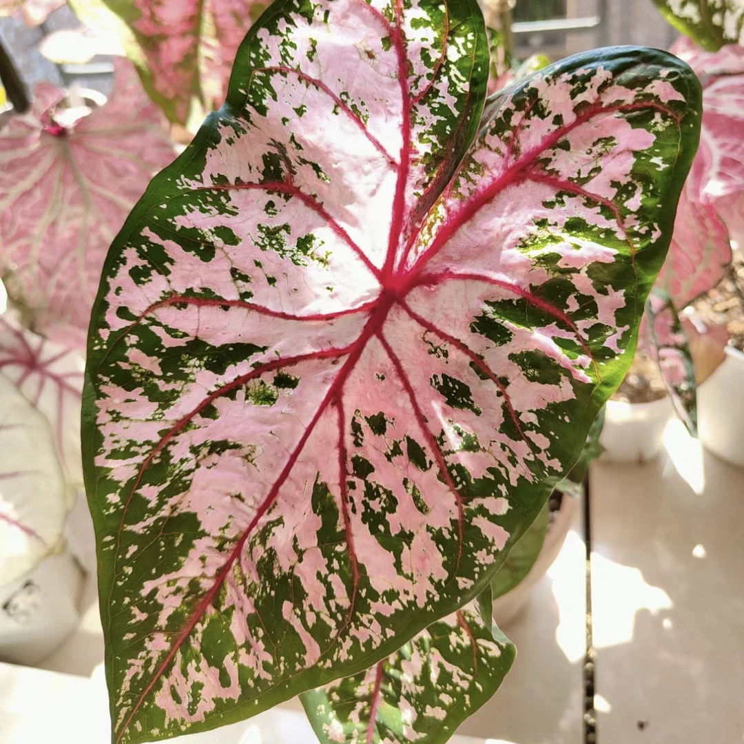 【加仑盆·卡洛琳】清新绿植天南星科网红