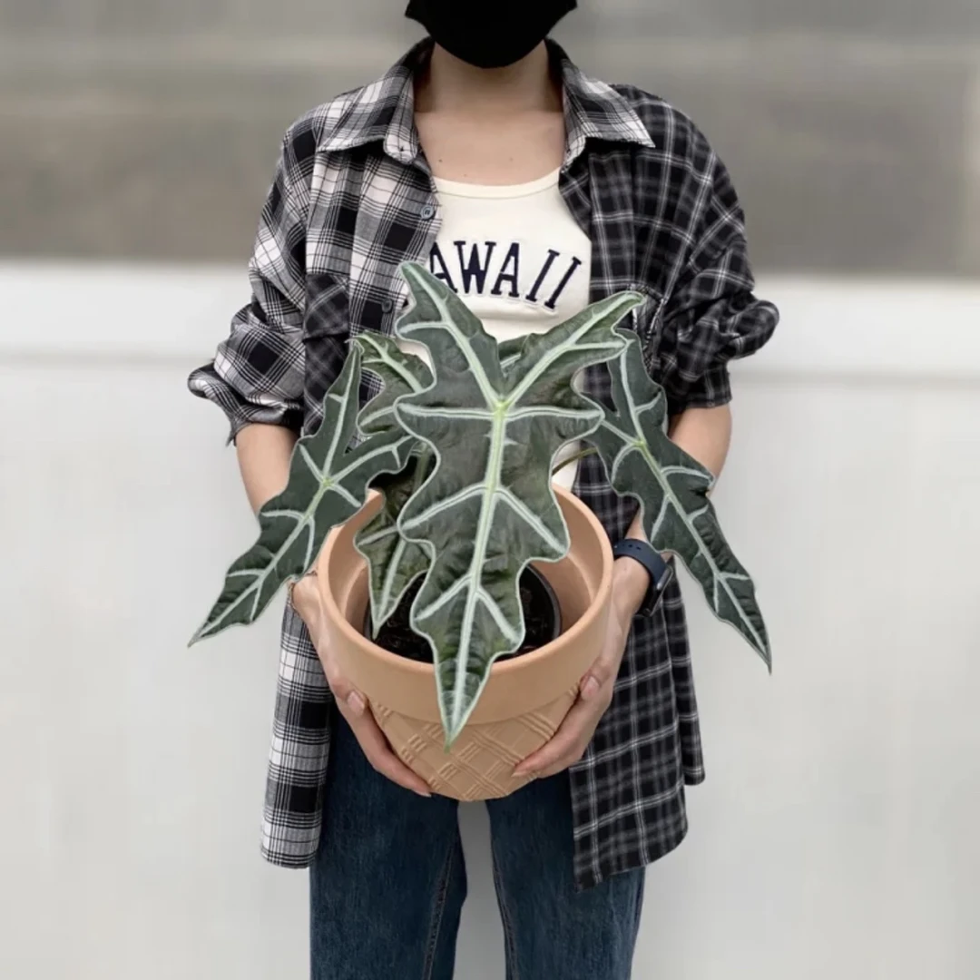 超大150#【诺比鱼骨海芋】小众ins风超清新绿植盆栽