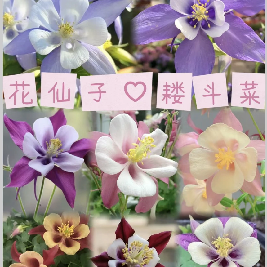 【报喜鸟/耧斗菜】四季开花好看好养