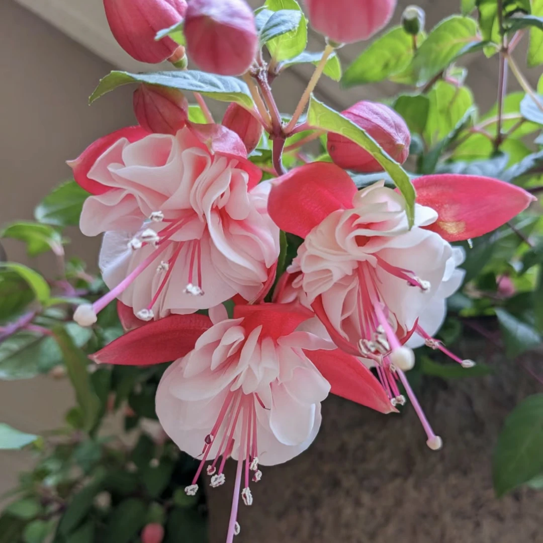 【白锦桃！】粉裙白花倒挂金钟！木本好养