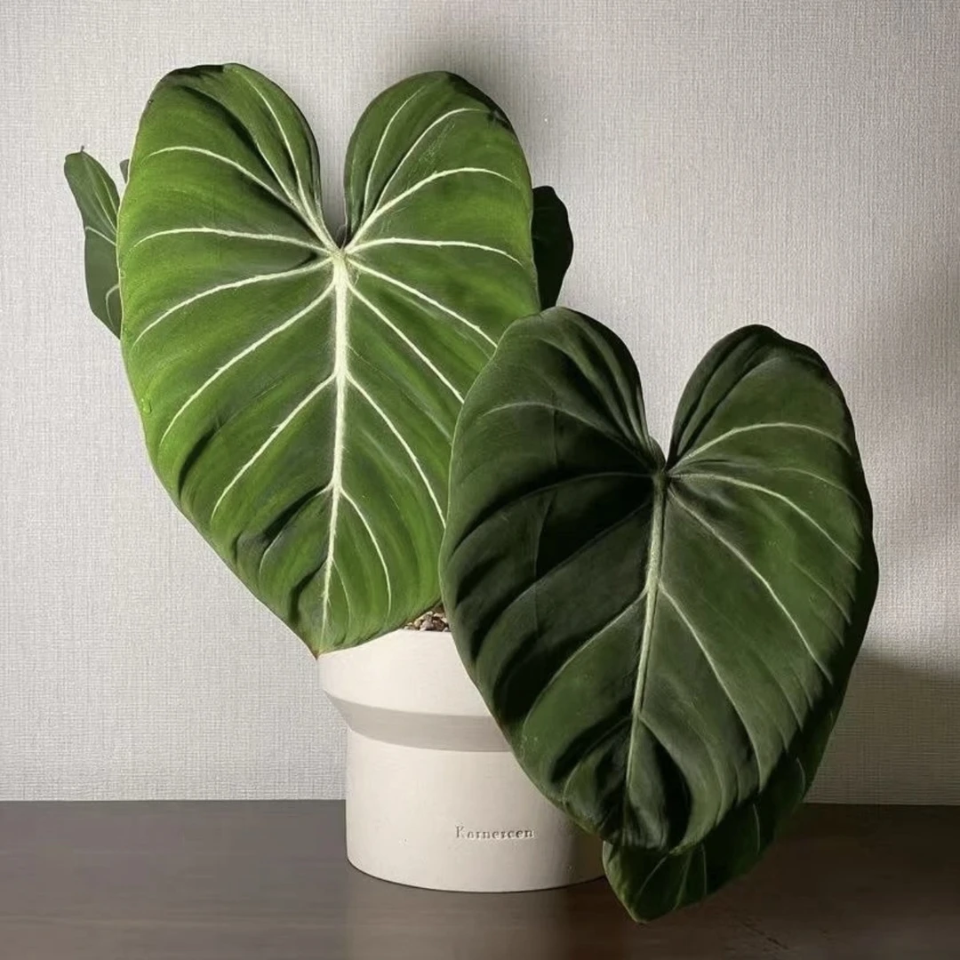 150#【明脉蔓绿绒】超丝绒！绿植盆栽可水培