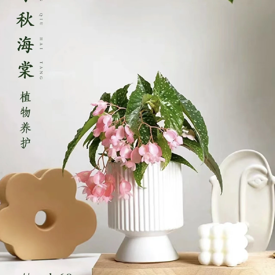 【白冰秋海棠】清新绿植天南星科网红！秋海棠