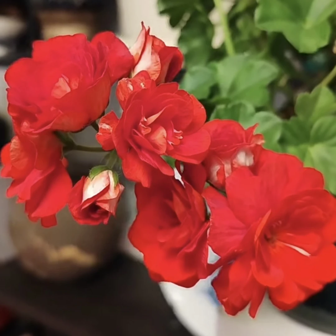 【夏日红玫瑰·天竺葵】四季开花！绿植盆栽耐寒高级ins风