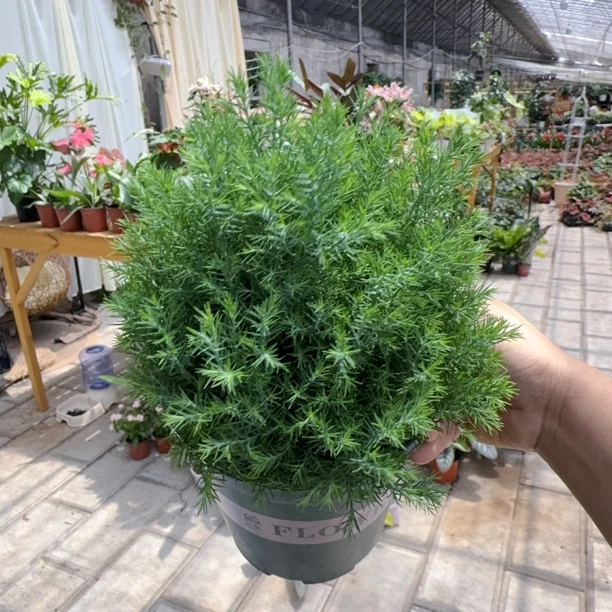 【香松】四季常青好看好养绿植盆栽