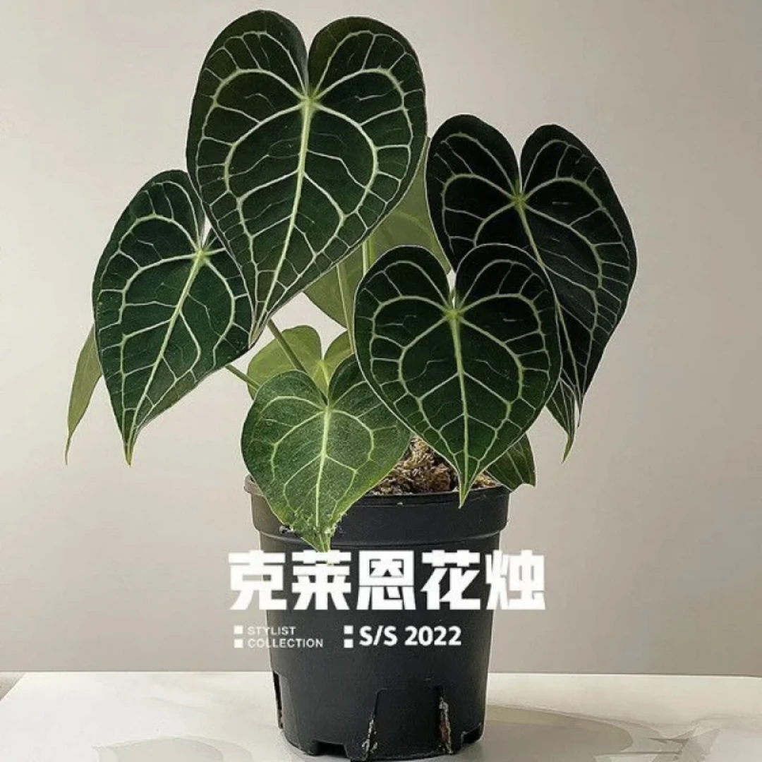 【克莱恩水晶花烛】绿植盆栽花期超长容易爆花好看好养