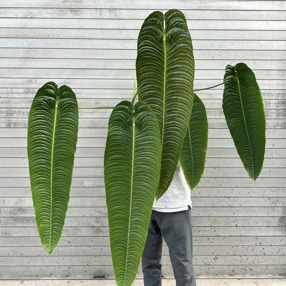 透明盆【火鹤王·花烛】好看好养高级ins风植物
