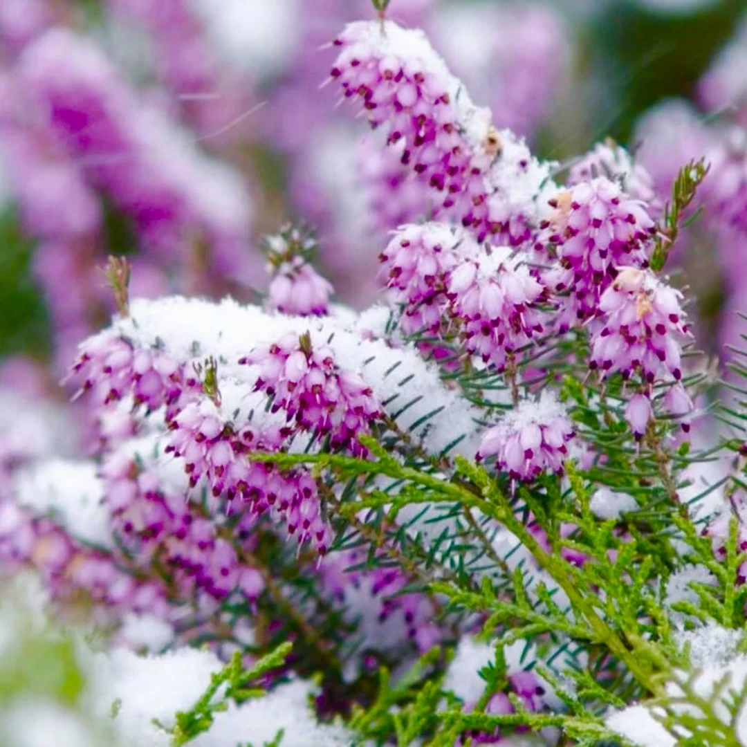 【欧石楠】天使之泪好看好养！耐寒-15度冬日开花