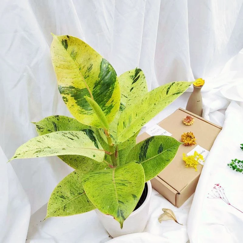 【雀斑小姐橡皮树】花卉室内办公桌净化空气