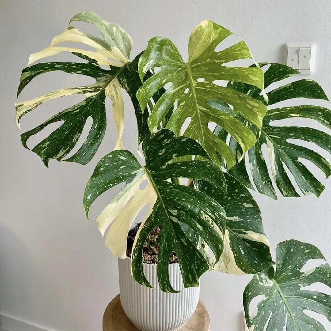 【小苗洒金龟背竹】轻奢小众好看好养好看好养轻盈灵动热植盆栽