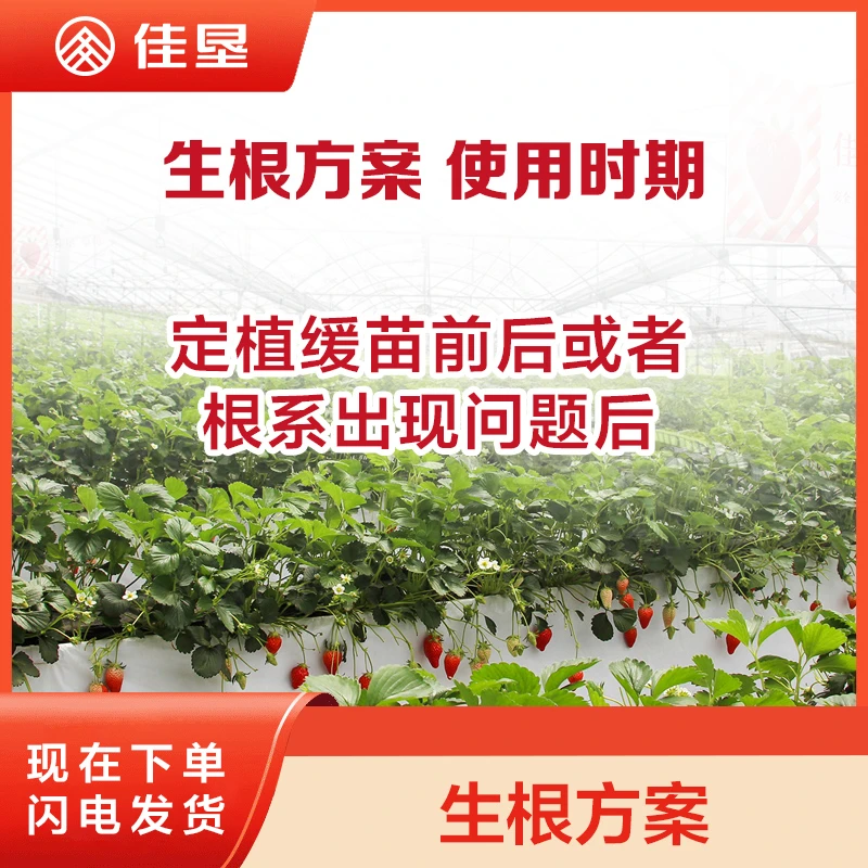 【佳垦草莓强力生根方案】快速强力生根挽救濒死草莓苗