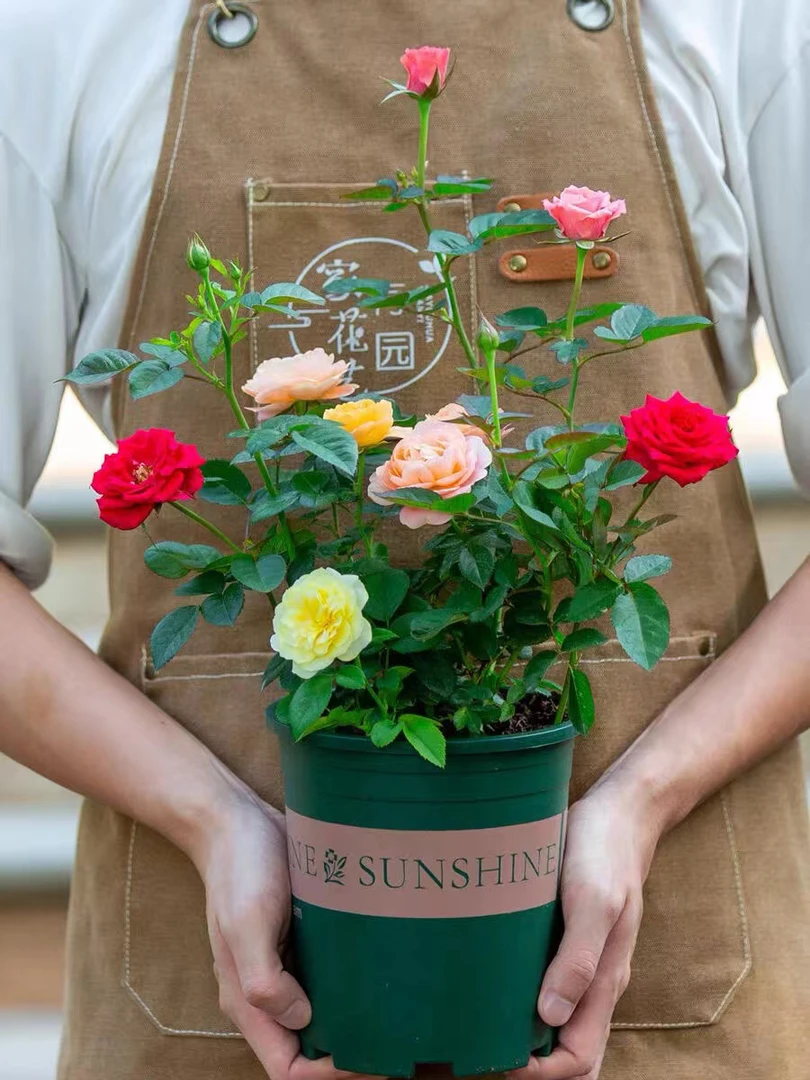 【一盆多色】月季花苗迷你玫瑰花苗小盆栽室外四季开花带花苞发货