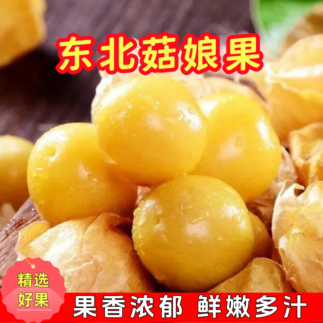 【香甜爆汁】东北菇娘果灯笼果香甜可口现采现摘产地直发皮薄多汁