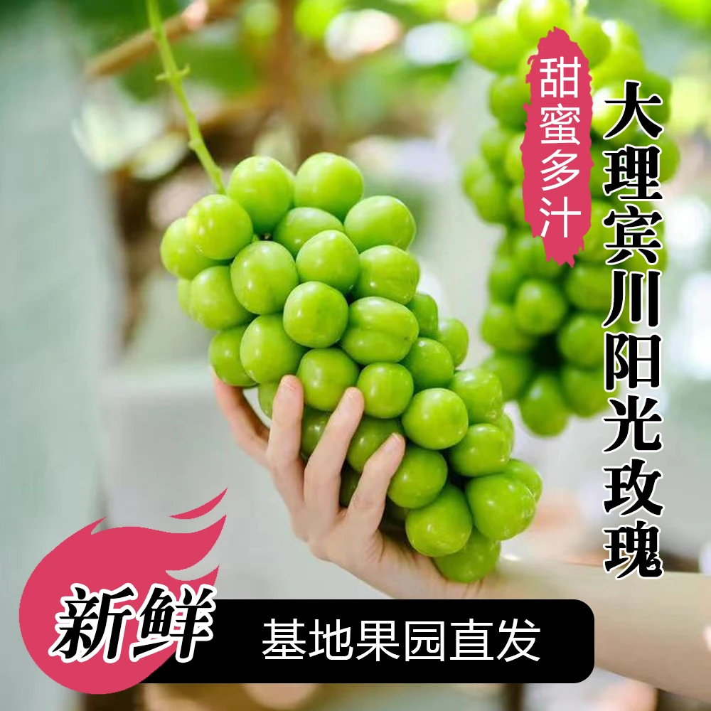 【精品水果】大理宾川阳光玫瑰葡萄 颗粒饱满多汁玫瑰香味浓郁