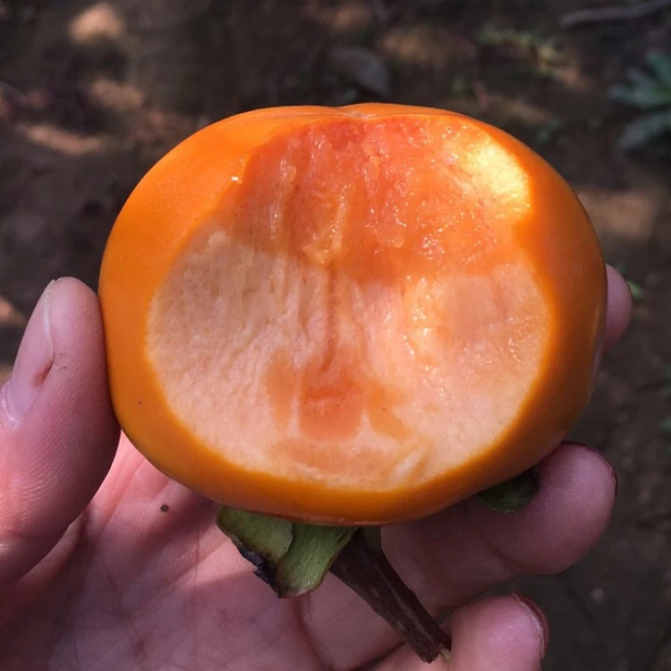 脆甜柿子树苗太秋脆甜柿子苗嫁接阳丰脆柿不涩庭院果树苗盆栽地栽