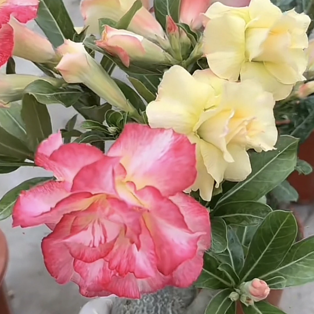 沙漠玫瑰多年生花卉植物盆栽四季开花基地直发