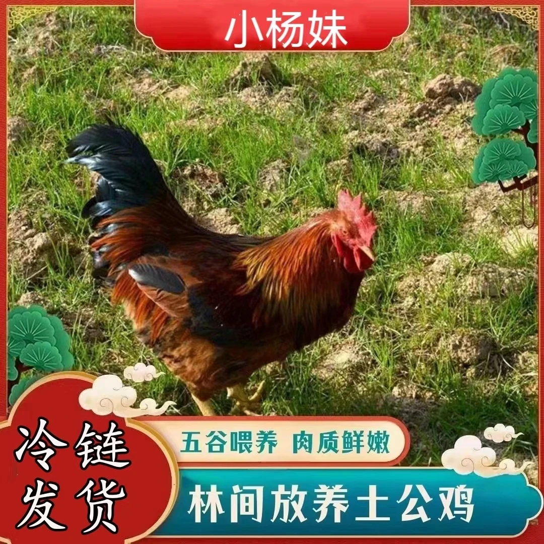 【小杨妹】放养土公鸡仔公鸡买 4只毛重13斤  净重8-9斤  带内脏