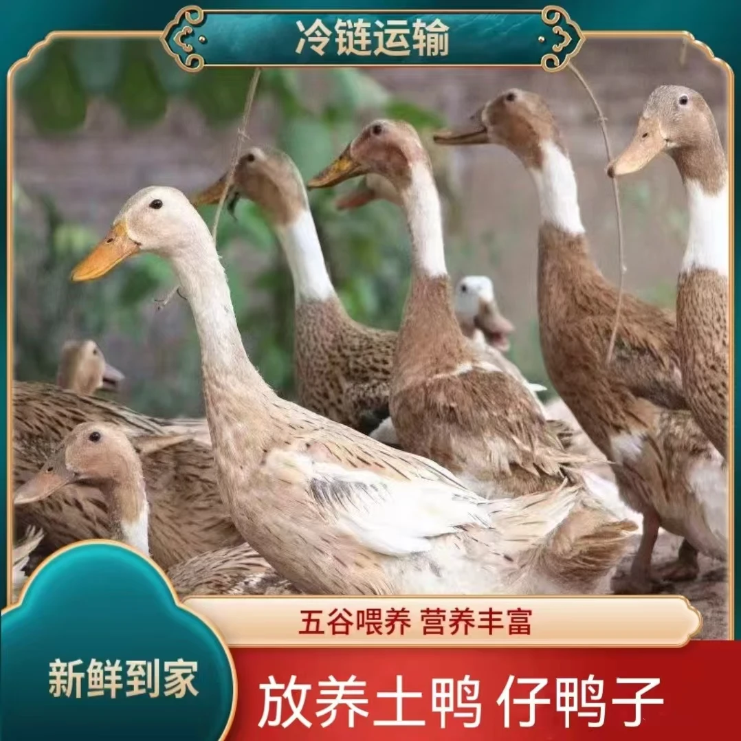 【小杨妹】放养土鸭仔鸭子 发3只净重共6.6斤 净膛发货