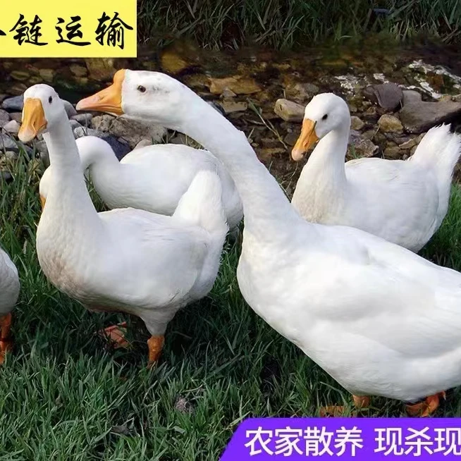 农家散养大白鹅仔鹅 单只净重4-5斤