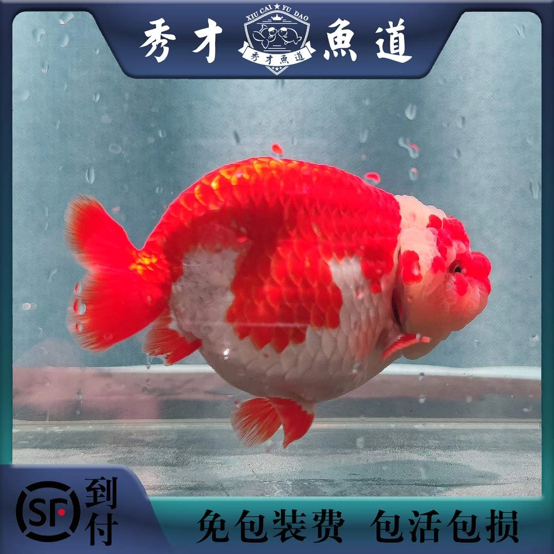 2.兰寿泰狮金鱼/观赏鱼/活体水宠/拍鱼链接（请勿私拍 私拍不发货）