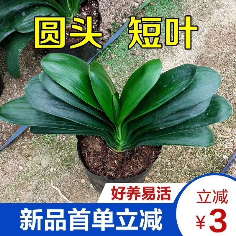 【正宗圆头和尚】名贵君子兰精品盆栽室内植物四季常青好养兰花苗