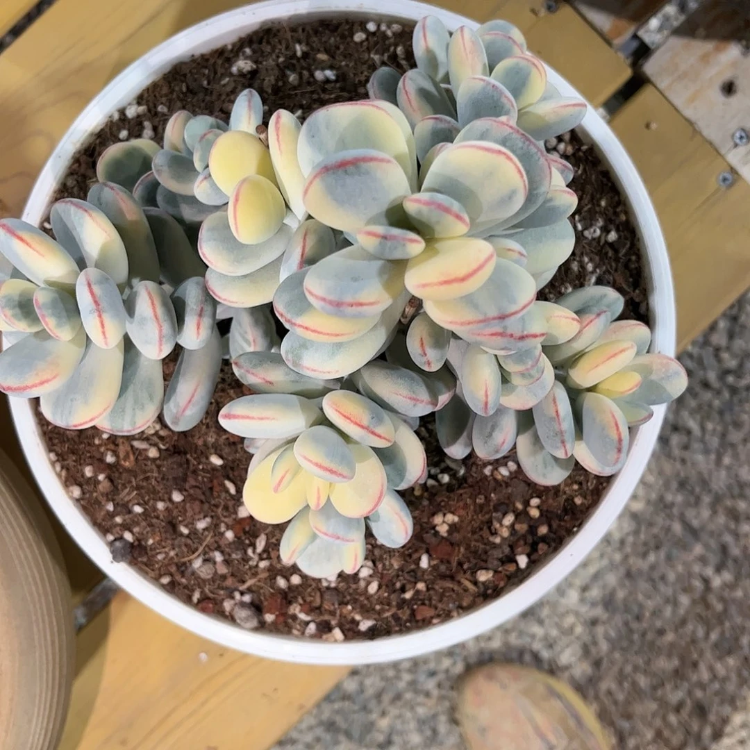 寄养链接的肉肉的肉肉