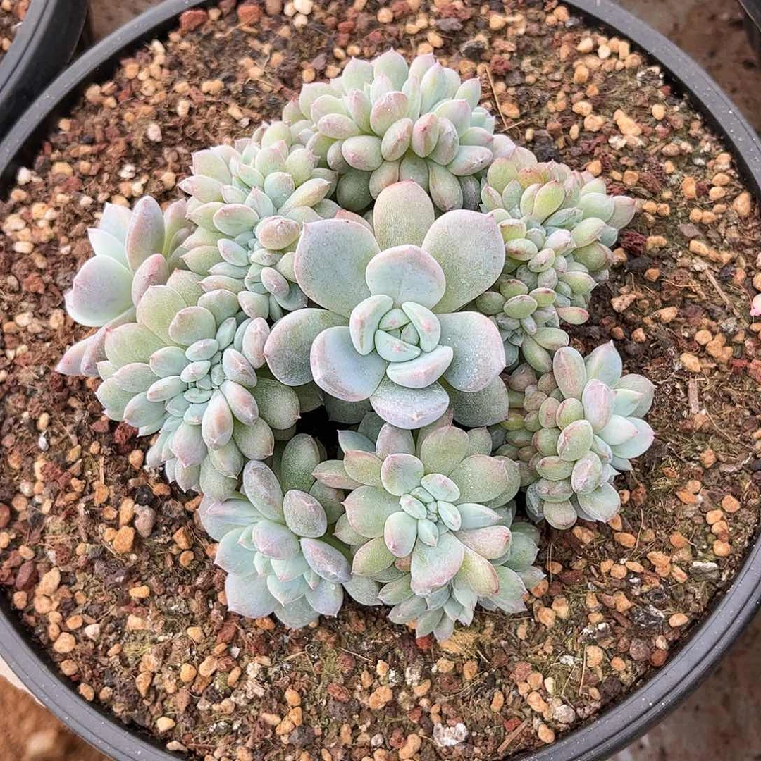 寄养链接的肉肉的肉肉的肉肉