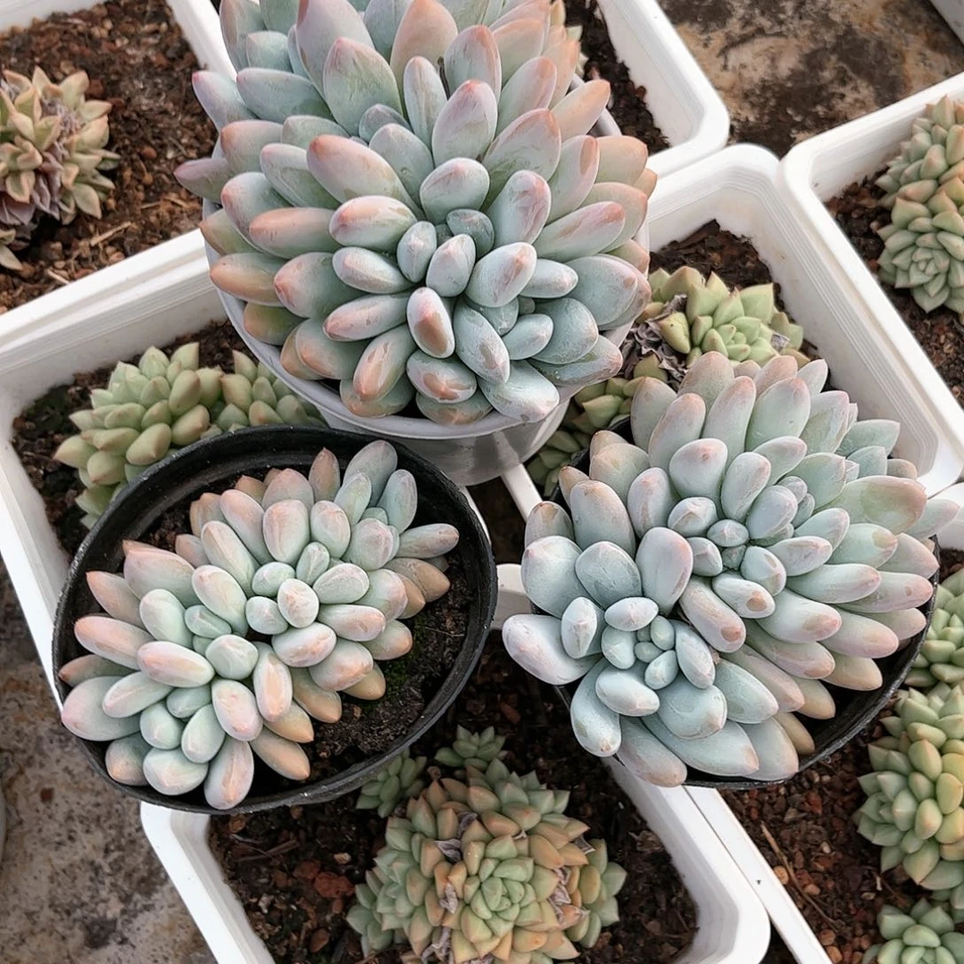 涛*寄养链接的肉肉的