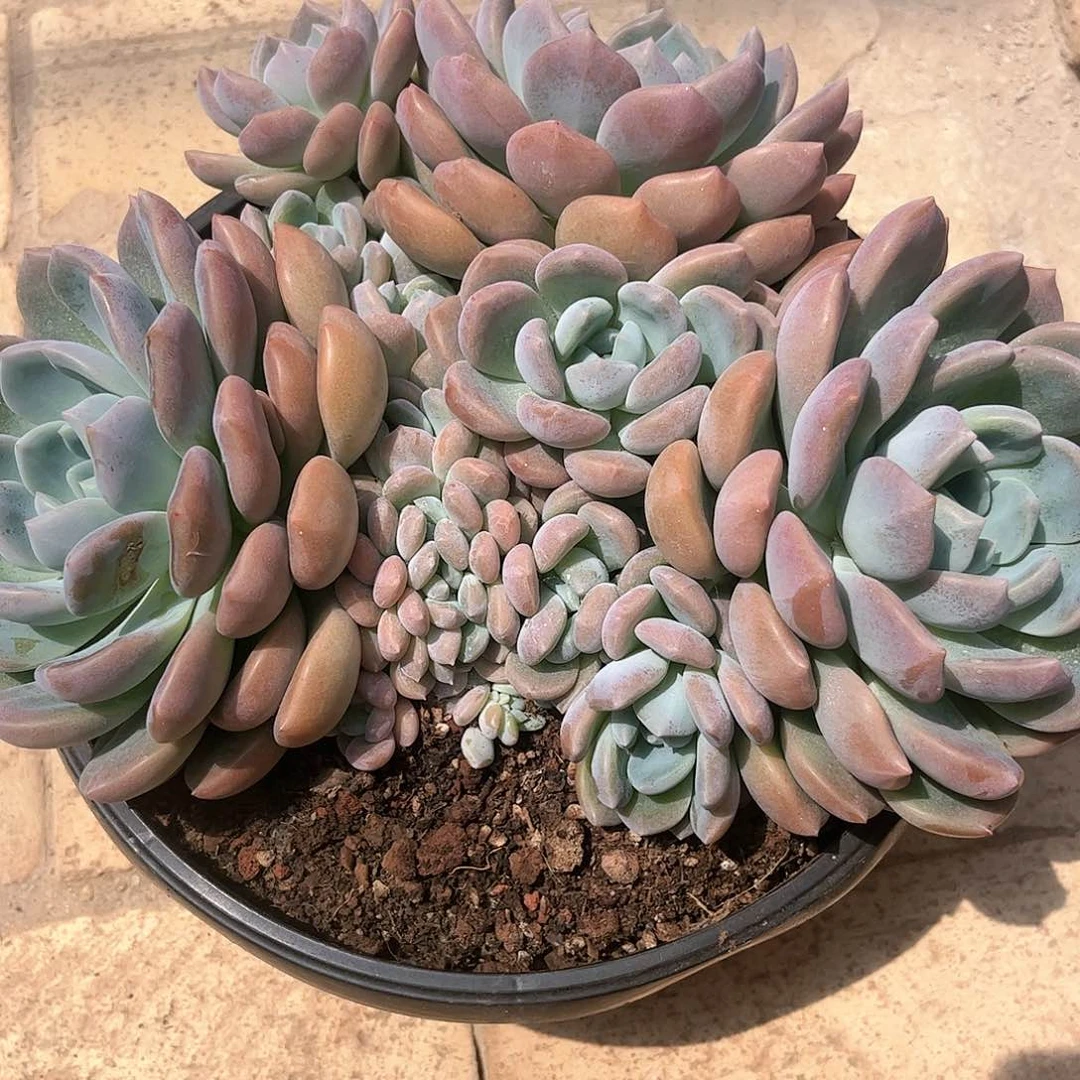 寄养链接的肉肉的肉肉是不是这些都是