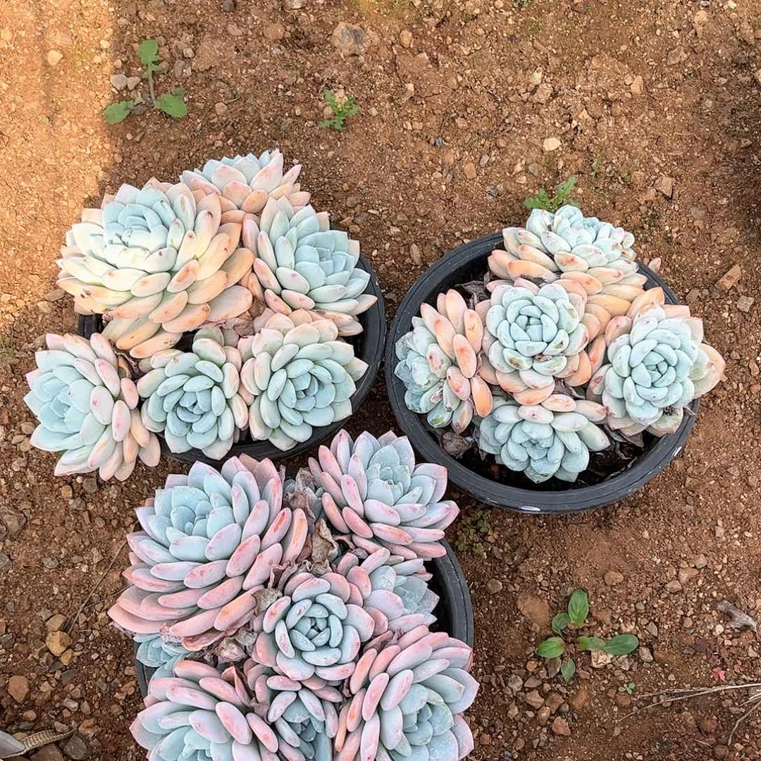 发货链接的，我们家