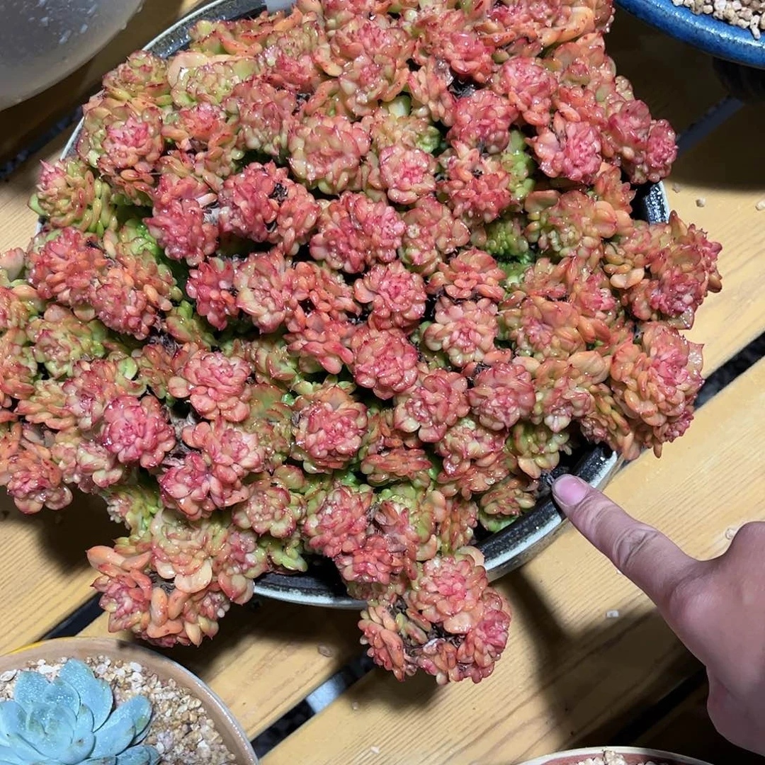 寄养链接的肉肉的肉肉的