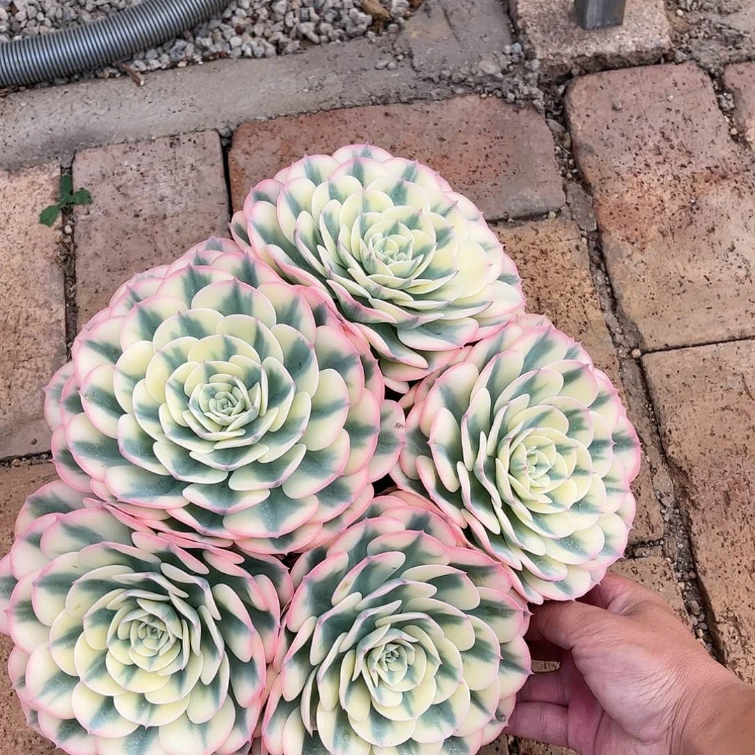 蔬**子寄养链接发货的时候就