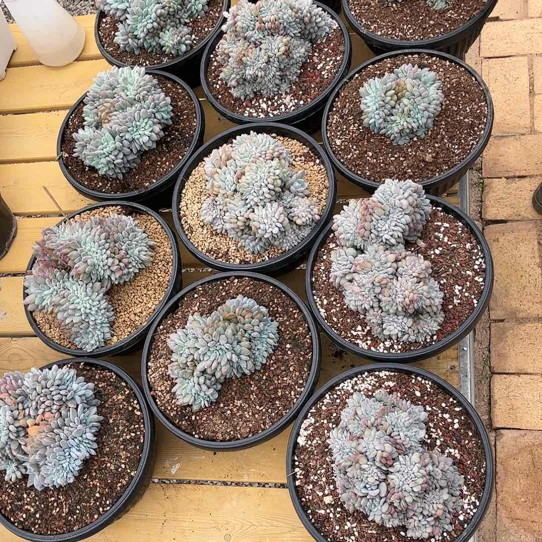 花*寄养链接的肉肉的肉肉的