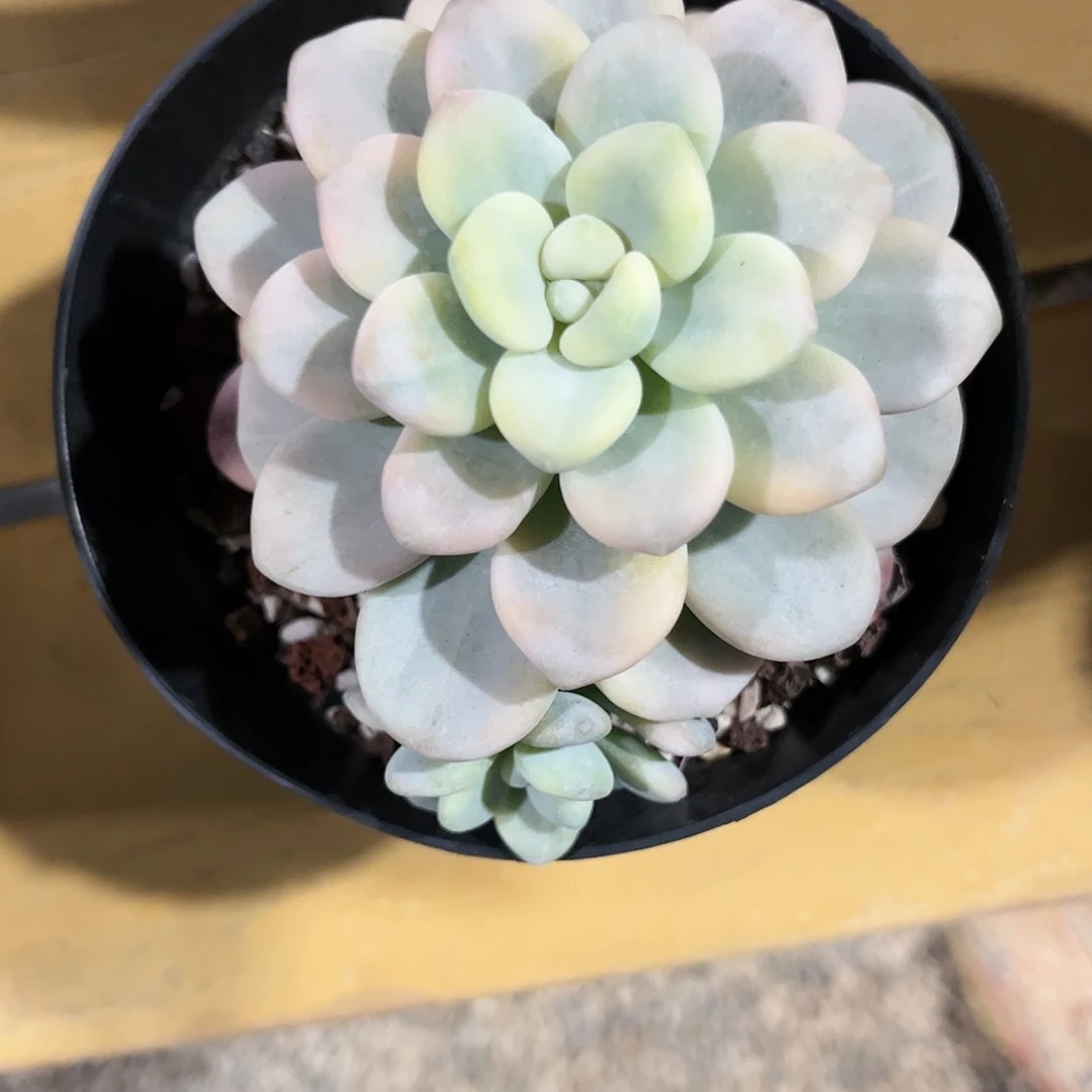 寄养链接的肉肉的