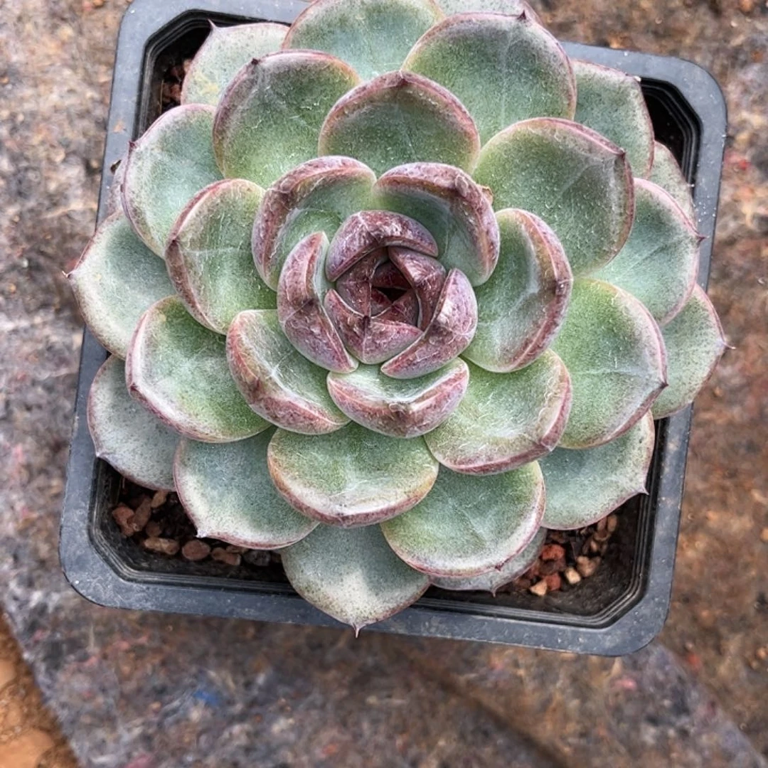 寄养链接的肉肉的肉肉