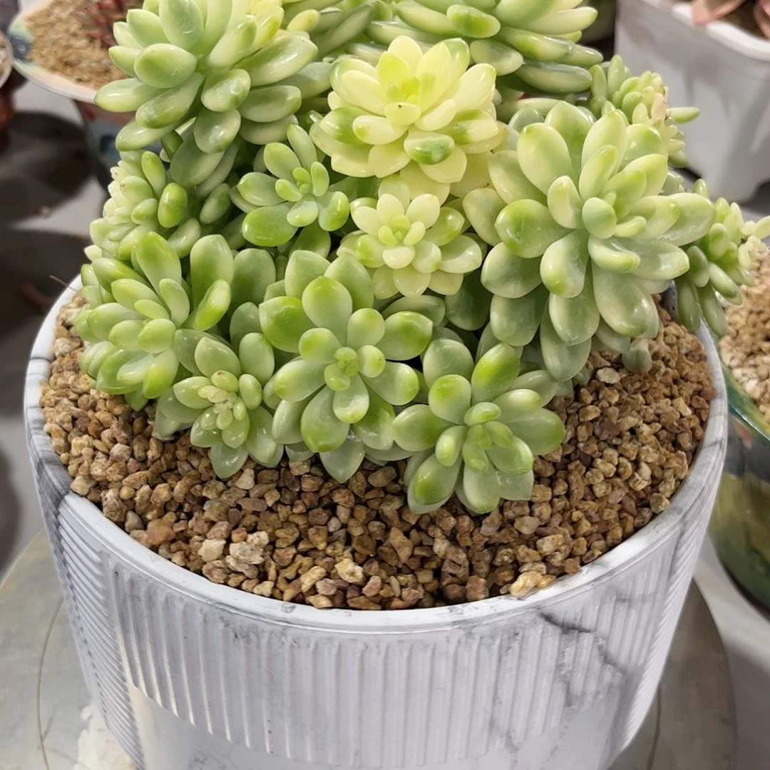 金**蓝寄养链接的肉肉的