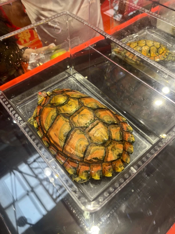 宠物小龟活体观赏龟人工繁育呆萌乌龟