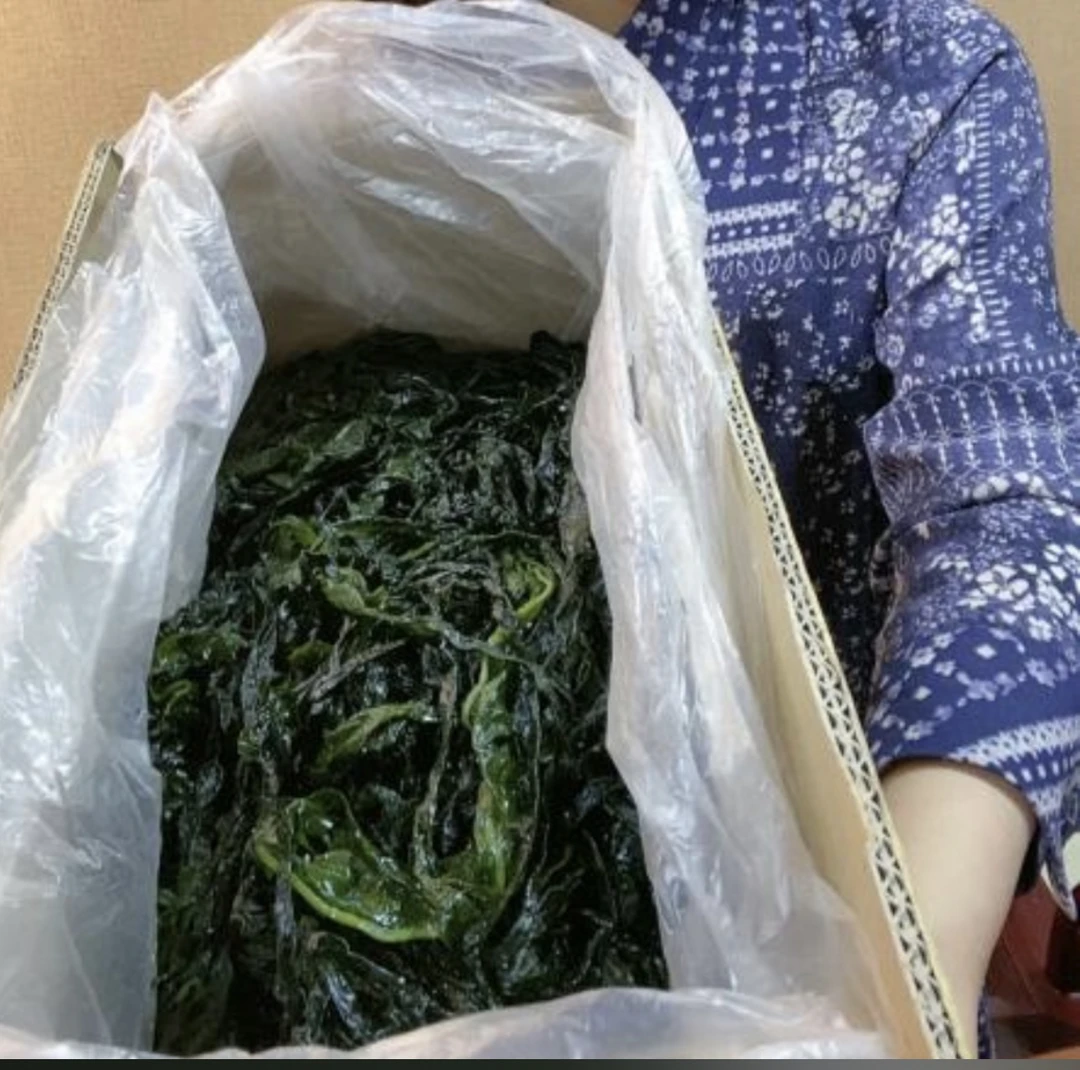 大连盐渍裙带菜叶5斤/箱