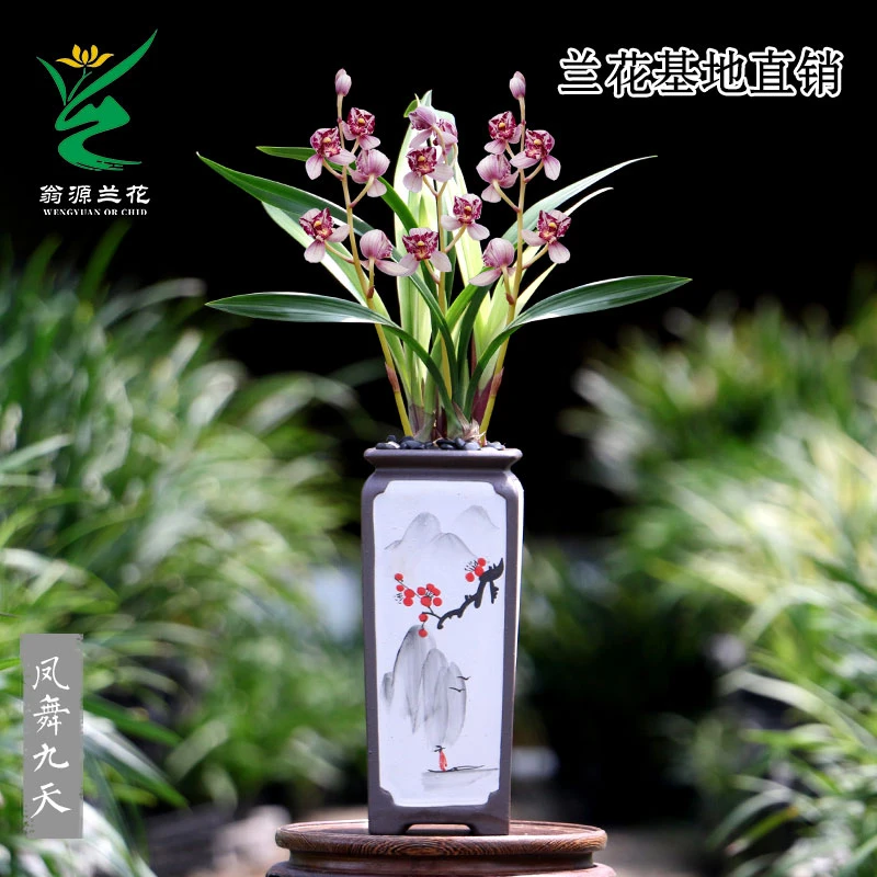 翁源兰花苗正品老种四季建兰凤舞九天开花浓香好易养室内绿植花卉