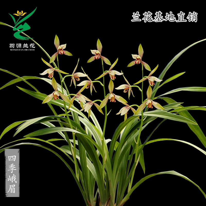 翁源兰花建兰铭品四季名草四季峨眉浓香好养室内基地直发花卉绿植