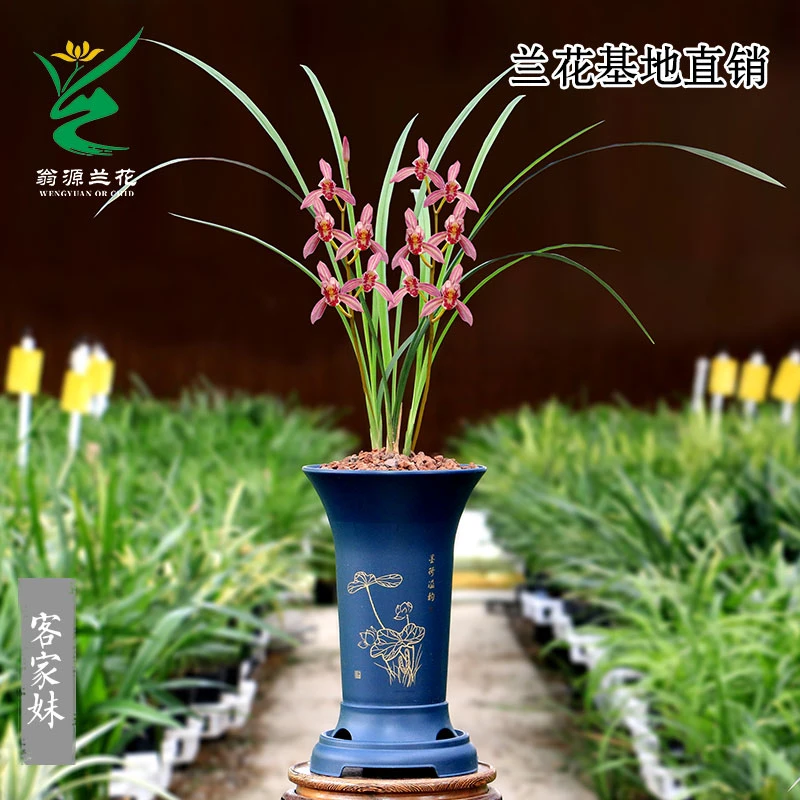 翁源兰花苗建兰红花铭品客家妹带花浓香客厅室内好养绿植花卉盆栽