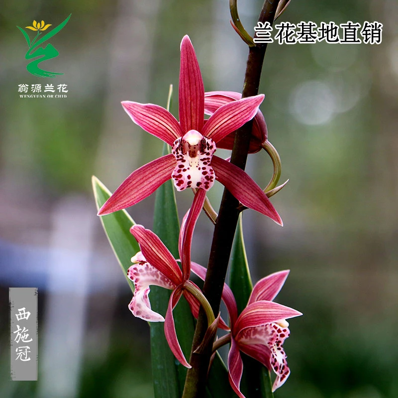 翁源兰花苗【西施冠】复色花浓香新手好养易栽培室内绿植花卉盆栽