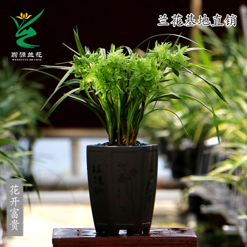 翁源兰花奇花春兰铭品花开富贵带花浓香好养室内办公绿植花卉盆栽