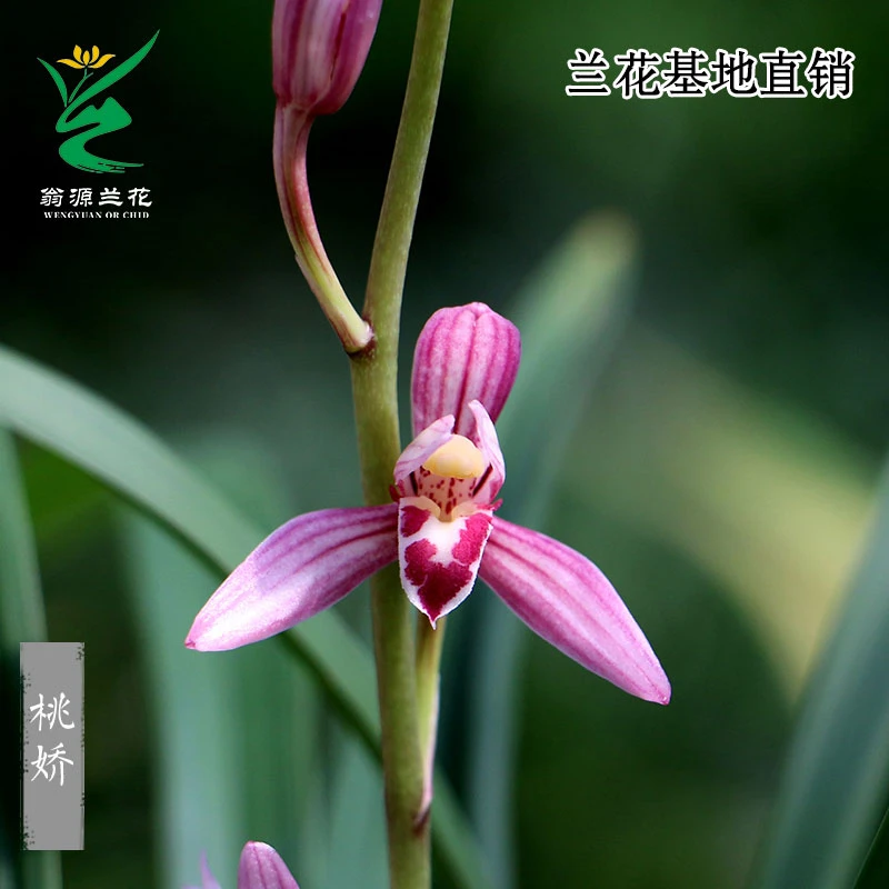 翁源兰花苗四季建兰红花铭品浓香桃娇好养室内花卉绿植盆栽原盆发