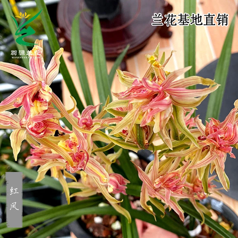 翁源兰花正品寒兰红凤凤凰高端奇花带花浓香好养室内绿植花卉盆栽