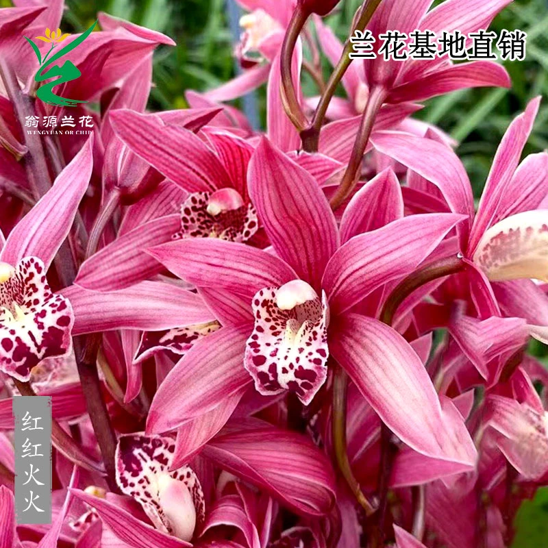 翁源兰花苗大花蕙兰红红火火带花浓香新手好易养客厅绿植花卉盆栽