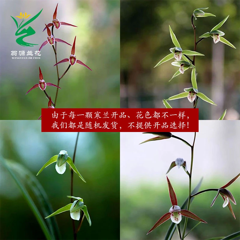 翁源兰花苗精品老种寒兰花色随机带花浓香型新手好易养绿植花卉