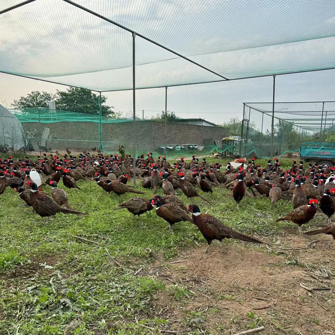 一公二母 户外散养山鸡母鸡1斤半左右公鸡2斤半左右发货