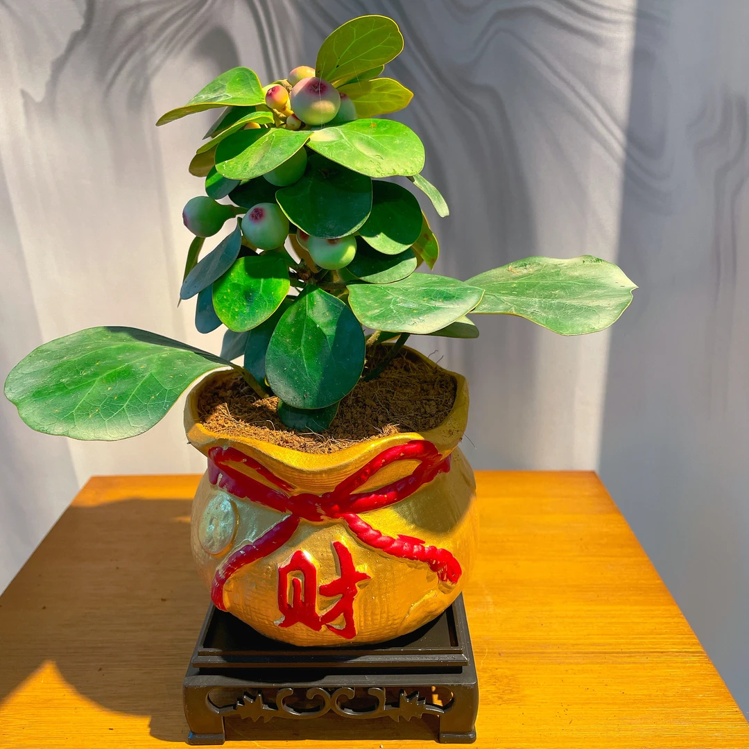 财字陶瓷盆小盼菩提树