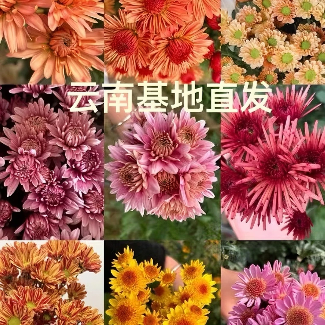 中通发货 云南基地鲜花直发 自选3扎小雏菊包邮 办公室养护