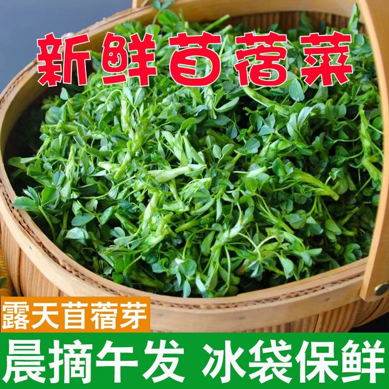 陕西现摘头茬苜蓿菜新鲜健康应季野生蔬菜凉拌苜蓿芽1斤/3斤/5斤